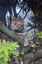Bengaalse kittens, Dieren en Toebehoren, Katten en Kittens | Raskatten | Langhaar, Meerdere dieren