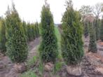 Mooie volle haagconiferen thuja smaragd 175 cm tot 225 cm, Tuin en Terras, Planten | Bomen, Ophalen, Bloeit niet, Halfschaduw