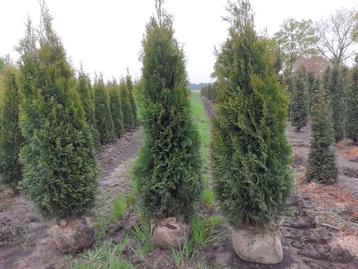 Mooie volle haagconiferen thuja smaragd 175 cm tot 225 cm beschikbaar voor biedingen