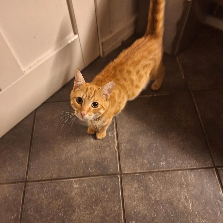 Rood katertje en grijs bruin gestreept poesje, Dieren en Toebehoren, Katten en Kittens | Overige Katten, Meerdere dieren