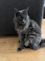 2 prachtige Main Coone raskatten met stamboom, Dieren en Toebehoren, Meerdere dieren, Gechipt, 0 tot 2 jaar