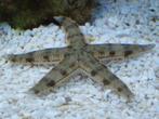 Archaster Typicus / Zandzevende Zeester, Slak of Weekdier, Zoutwatervis