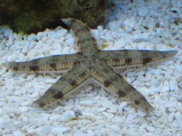 Archaster Typicus / Zandzevende Zeester beschikbaar voor biedingen