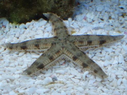 Archaster Typicus / Zandzevende Zeester, Dieren en Toebehoren, Vissen | Aquariumvissen, Zoutwatervis, Slak of Weekdier