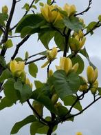 Magnolia 'Yellow Bird' grote boom, Prijs op aanvraag., Tuin en Terras, Overige soorten, Lente, 400 cm of meer, Ophalen
