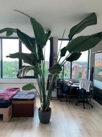 Grote Papegaaiplant / Kamerplant / Palm plant, Huis en Inrichting, Kamerplanten, Ophalen, 200 cm of meer, Palm, Halfschaduw