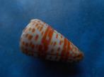 Schelpen: Conus tesselatus Born (breed) f++ 51mm, Verzamelen, Mineralen en Fossielen, Schelp(en), Verzenden