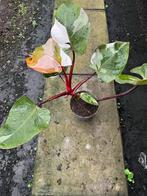 Philodendron Red Anderson variegata Pink, Huis en Inrichting, Kamerplanten, Ophalen of Verzenden, Overige soorten, Minder dan 100 cm
