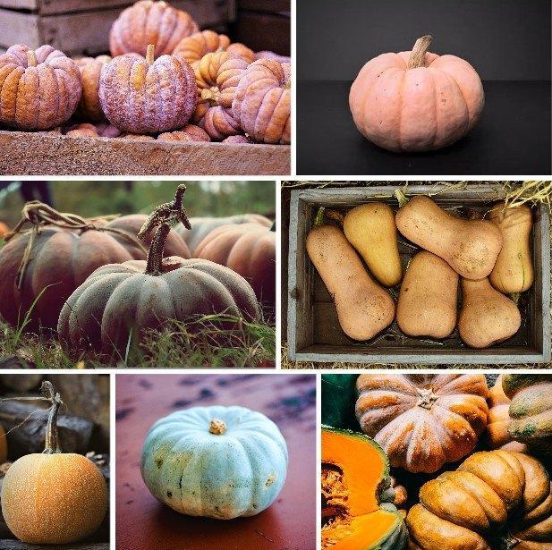 Pompoen zaden diverse soorten, Tuin en Terras, Bloembollen en Zaden, Zaad, Verzenden