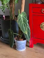 Philodendron Melanochysum, Ophalen