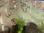 Guppies gup guppen endler endlers guppy Diverse soorten!, Dieren en Toebehoren