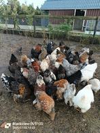 Brahma hanen., Dieren en Toebehoren, Pluimvee, Mannelijk, Kip