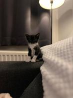 Twee lieve Europese Korthaar kittens te koop!, Dieren en Toebehoren, Katten en Kittens | Raskatten | Korthaar, Meerdere dieren