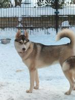 Siberische husky, Dieren en Toebehoren, 1 tot 2 jaar, Teef, Poolhond, CDV (hondenziekte)
