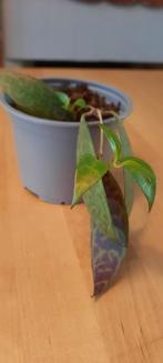 stekje Aeschynanthus marmoratus, Ophalen, Overige soorten, Minder dan 100 cm