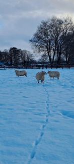 Weiland gezocht voor 3 tamme schapen, Vrouwelijk, Schaap