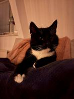 Europese korthaar kater, Dieren en Toebehoren, Kater, Gechipt, 3 tot 5 jaar