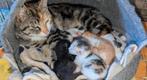 Gratis kittens af te halen in Amsterdam, Dieren en Toebehoren, Katten en Kittens | Raskatten | Korthaar, Ontwormd