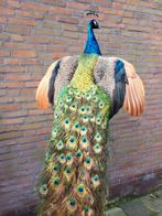 Een schitterende opgezette pauw met verspreide vleugels!, Verzamelen, Dierenverzamelingen, Ophalen, Nieuw, Vogel, Opgezet dier