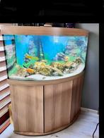 Aquarium  Trigon 350, Dieren en Toebehoren, Vissen | Aquaria en Toebehoren, Ophalen, Zo goed als nieuw, Gevuld zoetwateraquarium