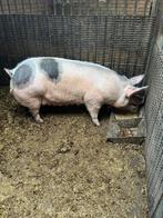 Te koop zeug, Dieren en Toebehoren, Schapen, Geiten en Varkens, Vrouwelijk, Varken, 0 tot 2 jaar