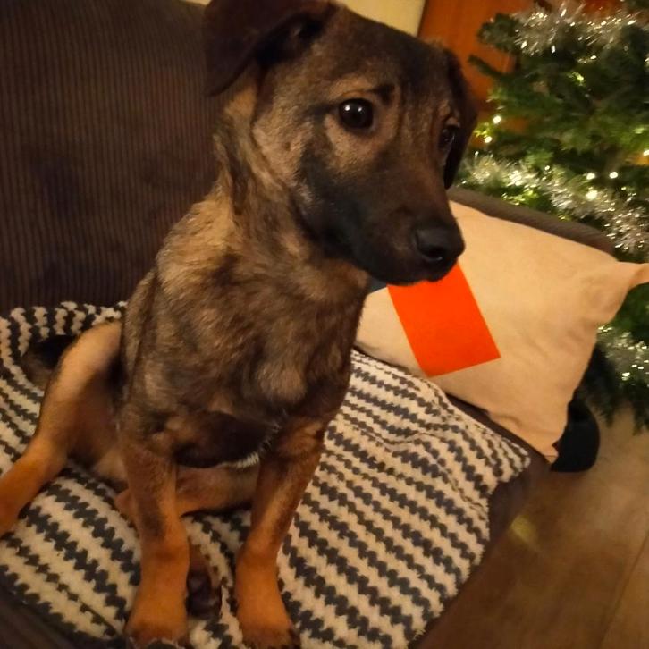 AIN: Pepsi, Dieren en Toebehoren, Honden | Niet-rashonden, Klein, Reu, Handelaar, Eén hond, Buitenland, 15 weken tot 1 jaar, CDV (hondenziekte)