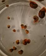 Posthoornslakken 20 stuks, Dieren en Toebehoren, Ophalen, Nieuw