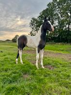 Allround bont merrie veulen Zuperhero x Ravel drachtige KWPN, Dieren en Toebehoren, Paarden, Merrie, Gechipt, Niet van toepassing