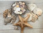 Diverse Decoratie Schelpen Zeester, Huis en Inrichting, Woonaccessoires | Kransen, Ophalen of Verzenden, Zo goed als nieuw