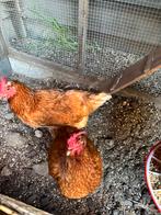 3 kippen, Dieren en Toebehoren, Pluimvee, Vrouwelijk, Kip