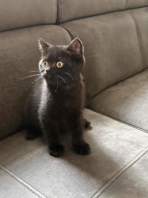 Rasechte britse korthaar kitten (DE LAATSTE😢), Dieren en Toebehoren, Katten en Kittens | Raskatten | Korthaar, Meerdere dieren