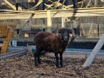 Gecastreerde ram Ouessant schaap | Mooie dier met hoorns, Dieren en Toebehoren, Schapen, Geiten en Varkens, Mannelijk, Schaap