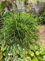 Rhipsalis pulchra - Hangplant, Huis en Inrichting, Ophalen of Verzenden