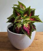 Kamerplant kleurrijke Siernetel / Coleus - hoogte 25 cm, Huis en Inrichting, Kamerplanten, Ophalen, Overige soorten, Halfschaduw