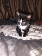 Kittens, Dieren en Toebehoren, Katten en Kittens | Raskatten | Korthaar