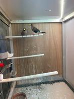 Maskeramedine (2 vogels), Geslacht onbekend