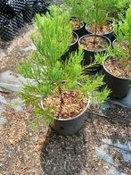 Sequoiadendron giganteum; mammoetboom, Tuin en Terras, Ophalen, In pot, Overige soorten, Minder dan 100 cm