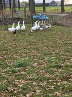 Ganzen, Dieren en Toebehoren, Pluimvee, Meerdere dieren, Gans of Zwaan