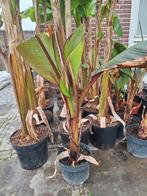 Ensete maurelli, rode bananenplant, Tuin en Terras, Planten | Tuinplanten, Ophalen, Zomer, Overige soorten, Volle zon
