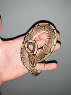 0.1 spider het pied  python regius, Slang, 0 tot 2 jaar