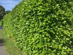 Prunus Laurus Rotundifolia Portugese Laurier Thuja Brabant, Tuin en Terras, Planten | Struiken en Hagen, Ophalen, Laurier