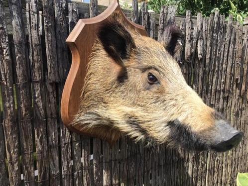 Mooi opgezette zwijnenkop, Verzamelen, Dierenverzamelingen, Zo goed als nieuw, Opgezet dier, Vogel, Ophalen of Verzenden