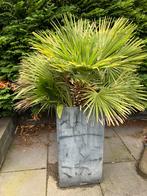 Palmbomen in pot, Tuin en Terras, Planten | Tuinplanten, Ophalen, Overige soorten, Volle zon