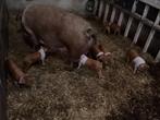 husumer biggen, mogen het nest verlaten €.100,-, Dieren en Toebehoren, Schapen, Geiten en Varkens, Meerdere dieren, Varken, 0 tot 2 jaar