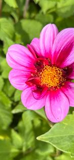 Dahlia planten, Ophalen, Zomer, Overige soorten, Volle zon