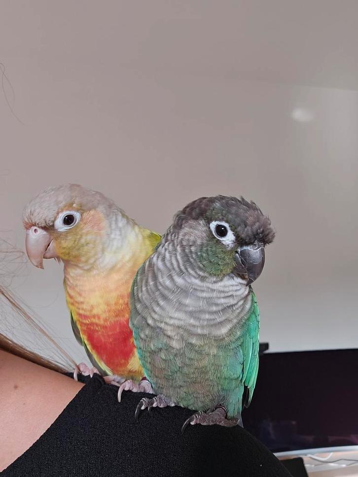 Te koop twee tamme Pyrrhura mannetjes, Dieren en Toebehoren, Vogels | Parkieten en Papegaaien, Parkiet, Mannelijk, Tam