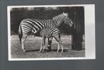 2300 Oude kaart diergaarde Blijdorp zebra met jong, Wild dier, Gelopen, Verzenden
