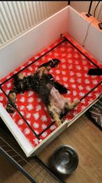 Te koop werpkist met warmtelamp enz uitgebreid, Dieren en Toebehoren, Honden-accessoires, Ophalen, Zo goed als nieuw