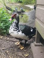 4 forse muskus eenden, Dieren en Toebehoren, Meerdere dieren, Eend