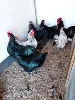 Australorp groot trio, Dieren en Toebehoren, Pluimvee, Meerdere dieren, Kip